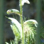 Echium parviflorum Drugo