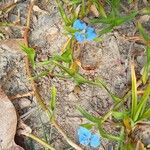 Commelina benghalensis Характер