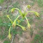 Crinum ornatum Flower