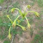 Crinum ornatum Flor