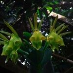 Epidendrum pseudepidendrum Bloem