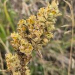 Meiosperma bracteatum Φρούτο