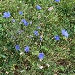 Cichorium endiviaപുഷ്പം