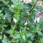 Chenopodium murale List