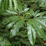 Philodendron goeldii
