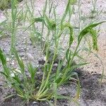 Panicum miliaceum Hábito