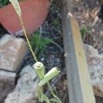 Papaver pinnatifidum Otro