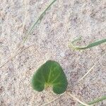 Calystegia soldanella Leaf