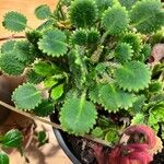 Saxifraga hirsuta Hoja