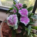 Dianthus chinensis L.Flower