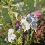 Nicotiana alata പുഷ്പം