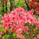 Rhododendron calendulaceum Blüte