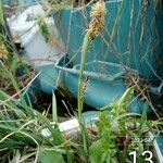 Carex flacca Çiçek