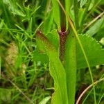 Silene flos-cuculi Leaf