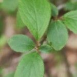 Prunus japonica 葉