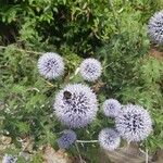 Echinops exaltatus Blomst