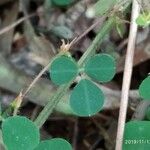 Desmodium triflorum Лист