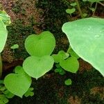 Ariopsis peltata Leaf