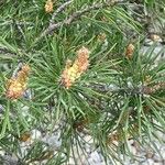 Pinus banksiana Květ