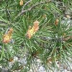 Pinus banksiana Flower