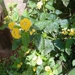 Lantana camaraFlor