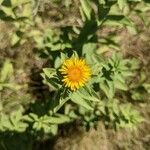 Inula spiraeifolia Flower