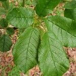 Handroanthus ochraceus Leaf