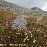 Cassiope hypnoides موطن