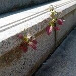 Epilobium roseum Elinympäristö