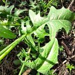 Crepis setosa 叶