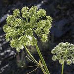 Angelica lineariloba Flor