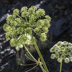 Angelica lineariloba ᱵᱟᱦᱟ