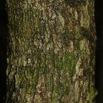 Thyrsodium guianense Bark