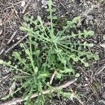 Centaurea melitensis Hoja