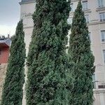 Cupressus sempervirens Hábito