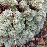 Cotula hispida Hoja