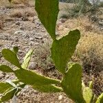 Opuntia maxima Habit