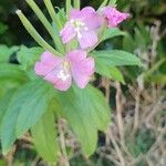 Epilobium hirsutumFlower