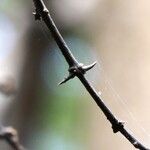 Pisonia aculeata बार्क (छाल)