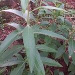 Vernonanthura tweedieana Levél