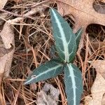 Chimaphila maculata Hoja