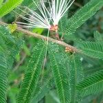 Calliandra selloi Blüte