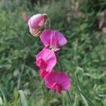 Lathyrus latifoliusBlomst