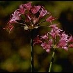 Allium crispum Floare