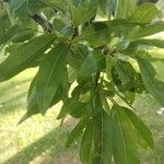 Prunus amygdalus পাতা
