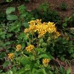 Senecio triangularis Foglia