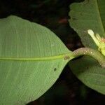 Garcinia intermedia Leaf