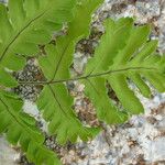 Gymnocarpium dryopteris Blatt