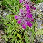 Stachys lavandulifolia Flower