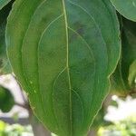 Cornus kousa Blatt